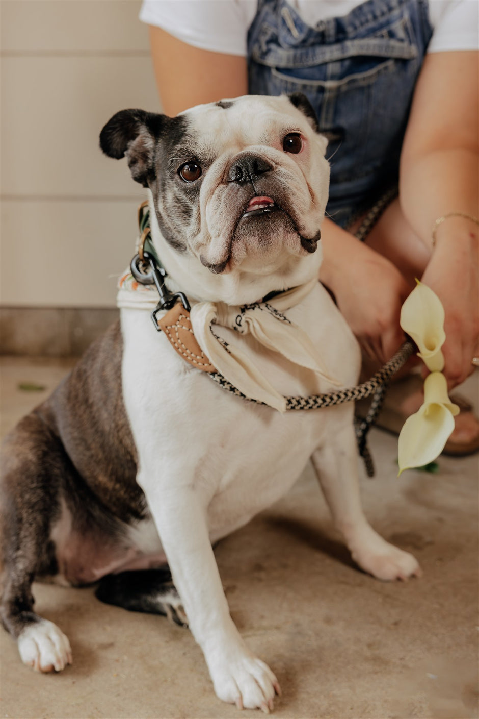 Person holding a small dog on a leash with a neutral background