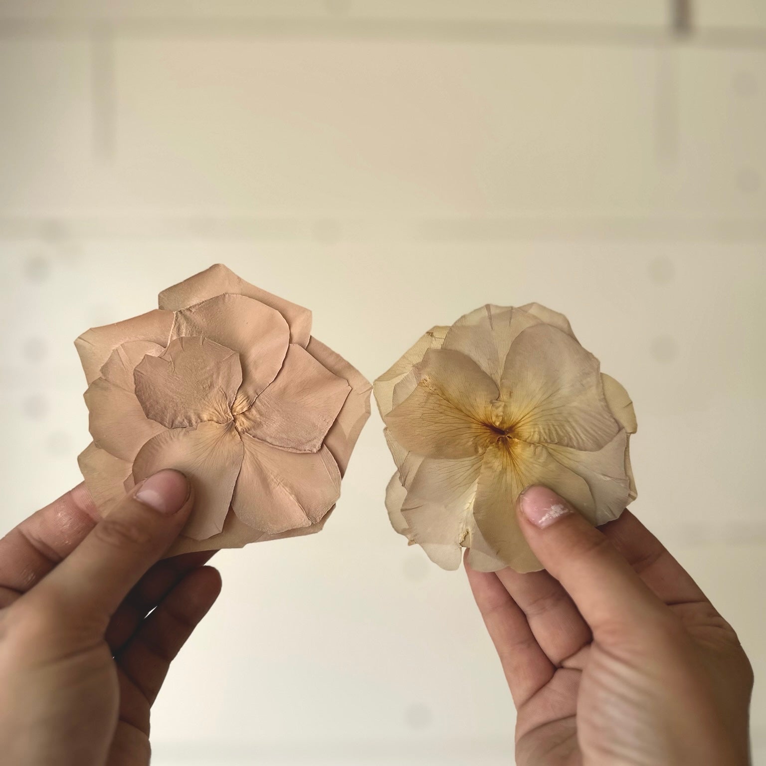 Two hands holding two dried flower petals against a plain background showcasing color enhancement