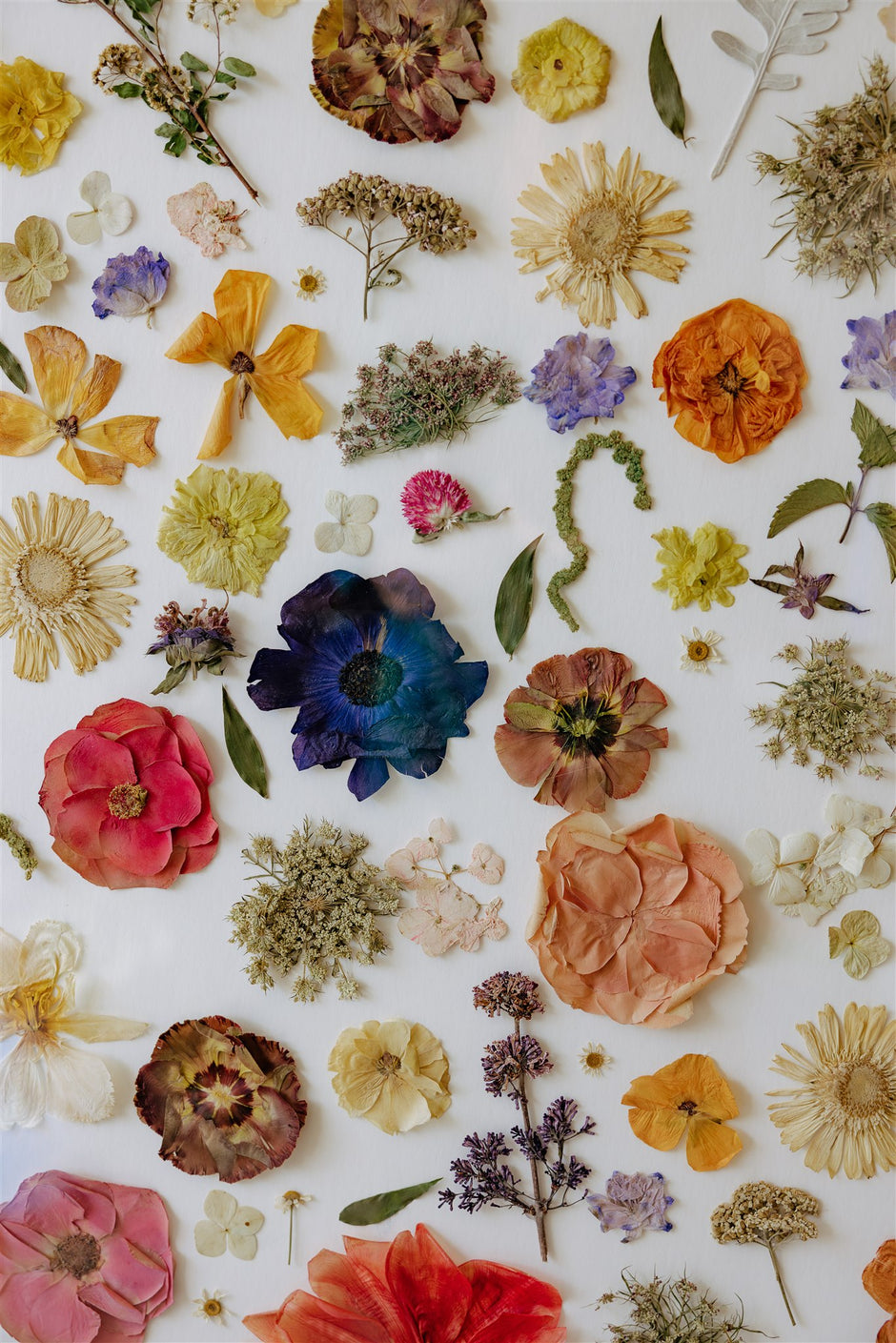 Pressed flowers arranged in a pattern on a white background