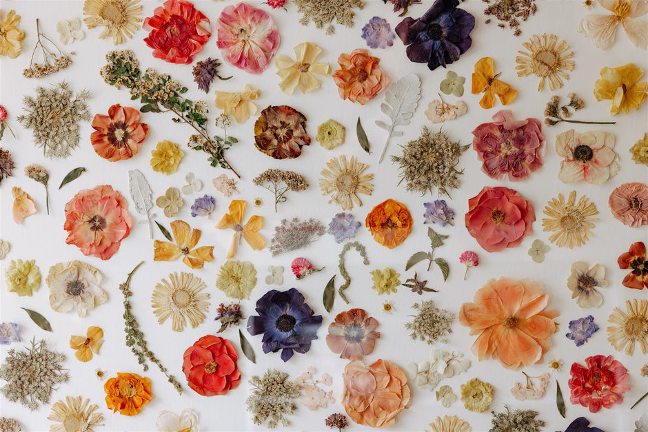 Pattern of pressed flowers and herbs on a white background